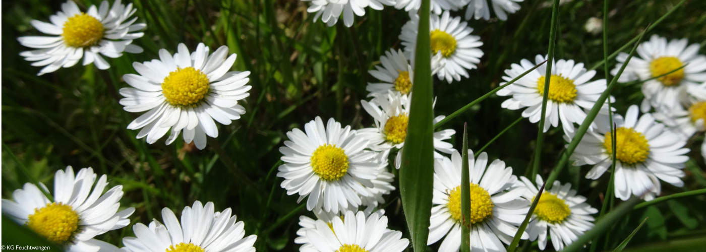 Header Gänseblümchen02