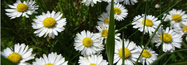 Header Gänseblümchen02